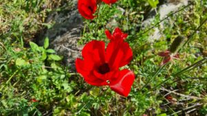 Papaver flower