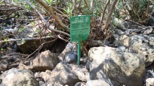 The lower Zavitan stream is closed as the Black Canyon is ahead. Great place for rappelling, hope to have it soon. - Upper Zavitan stream