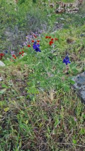 Tormus flowers (Lupin) 