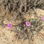 The blooming flowers around the campsite