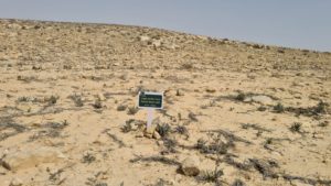 Desert Strok's-bill