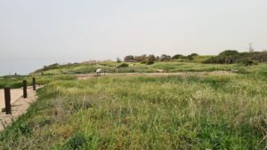 A beautiful blooming field, even without the ruins of the city and fortress - Apollonia