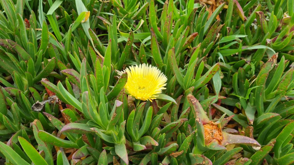 Hatzv Yakintoni, and other beautiful flower blooming which I could not identify