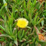 Hatzv Yakintoni, and other beautiful flower blooming which I could not identify