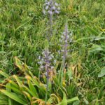 Hatzv Yakintoni, and other beautiful flower blooming which I could not identify