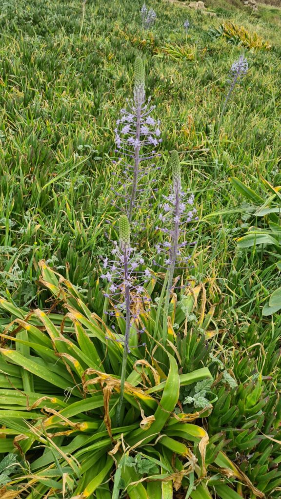 Hatzv Yakintoni, and other beautiful flower blooming which I could not identify