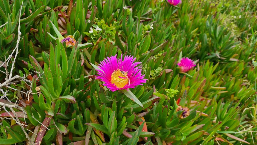 Hatzv Yakintoni, and other beautiful flower blooming which I could not identify