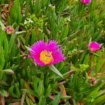 Hatzv Yakintoni, and other beautiful flower blooming which I could not identify