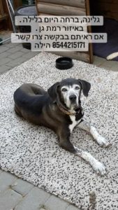 Galina, who was lost around the gefen neibgberhood, around - 3:30 in the morning - pet and sirens