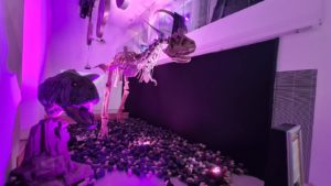 A Carnotaurus fossil (we know this from Disney Dinosaurs movie) - Carasso Science