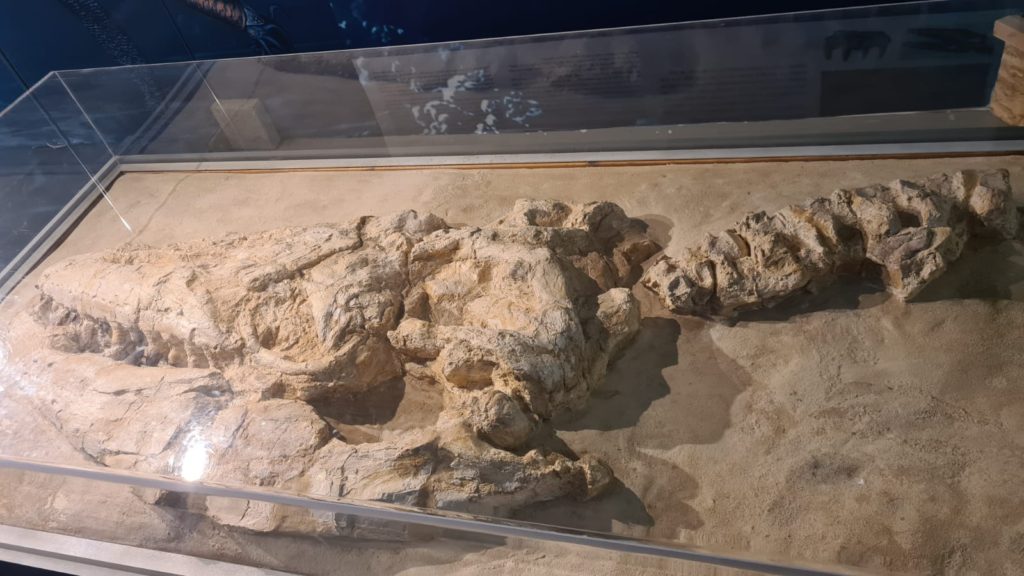 The Mosasaurus of the Negev - Carasso Science