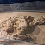The Mosasaurus of the Negev - Carasso Science