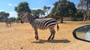 A Zebra which was not really concerned about us driving so close around - Safari