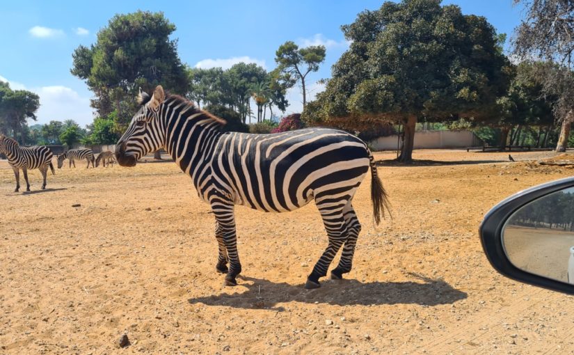 Ramat-Gan Safari 🦁