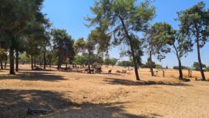 The Zebra herd and some Gnu