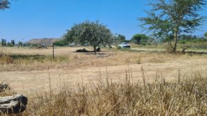 The lions! - A safari vehicle was standing near to keep the instructions (keep in the vehicle, close the windows, keep driving) - just like visiting a prisoner... - Safari