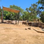 An Asian elephant (why isn't he out in the Safari?)