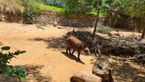 A Tapir and a Capybara (the biggest mouse)
