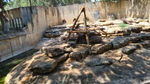 Syrian bears (they building a court for them) - Safari