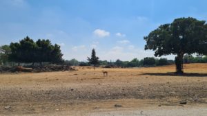Gazelles herd on the way out