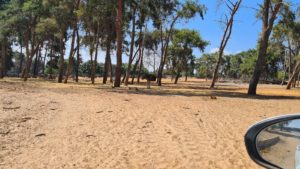 An ostrich on the way - Safari