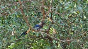 A woodpecker which was intrested in what we were eating