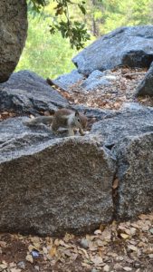 A rude squirrel looking for our food. They have learnet to look for food from people as it is the easiest way of getting food - Yosemite waterfalls