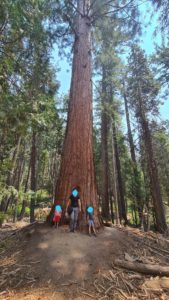 This is a Sequoia trees, but just  a young one