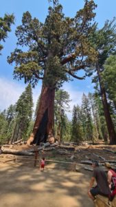 A closer look on this giant tree with Mindal