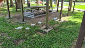 White Ibis birds - Mount Dora
