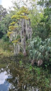 Spanish moss on trees, probably creepy at nights - Mount Dora