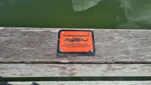 We won't feed them, but I just hope to see some alligators