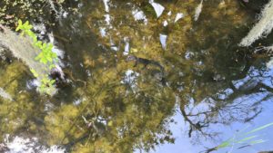 Alligators! Small ones but still real and turtles 🐢 (wonder why the alligators don't it them). - Mount Dora