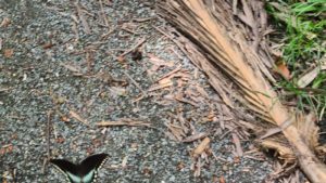 The butterfly of the kind that flow around us. They were big, 10cm 🦋