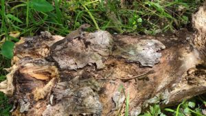Lizards - Mount Dora