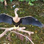 Sneak bird - when swimming and keeps its head up it looks like a sneak