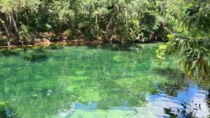 Look how many fish there are in the water! - Blue Spring