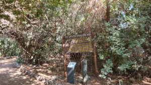 The Jerusalem pine group in the Mediterranean forest