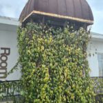 The elevator shaft from the roof