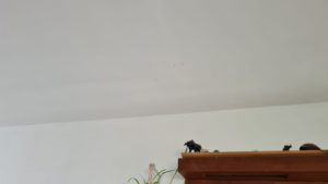 It might be hard to see, but you can see the ribs and still