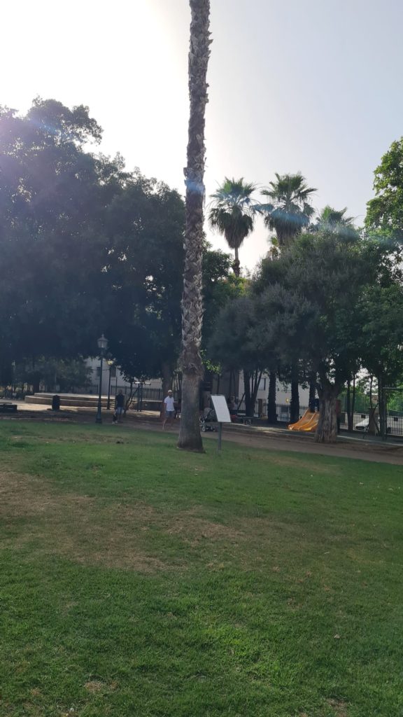 The trees in the garden
