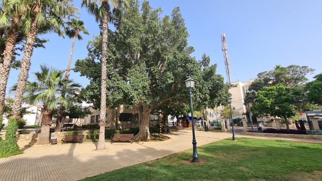 The trees in the garden