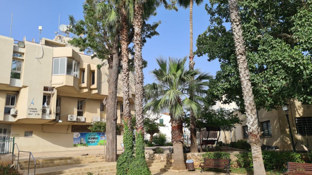 The trees in the garden