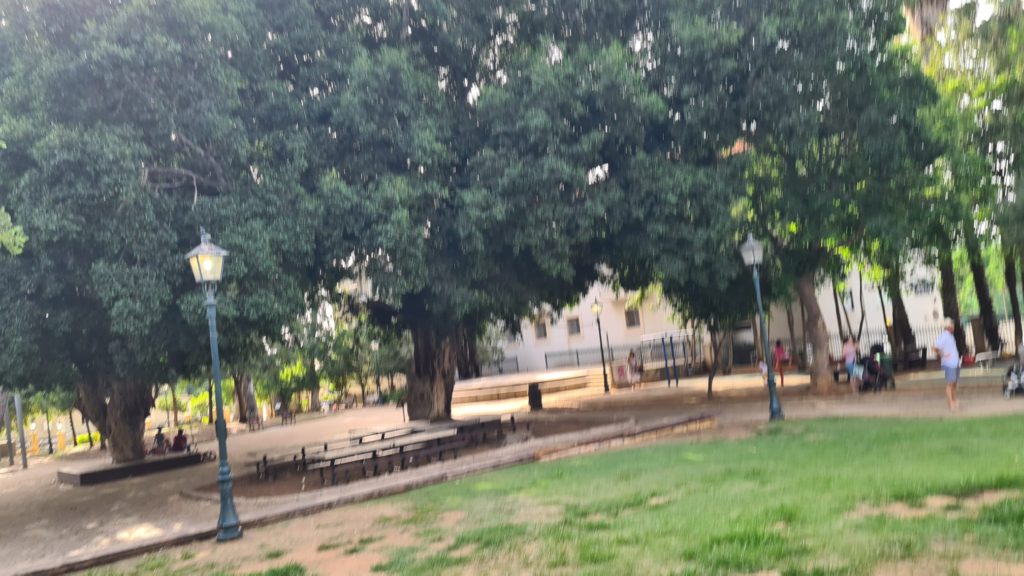 The trees in the garden