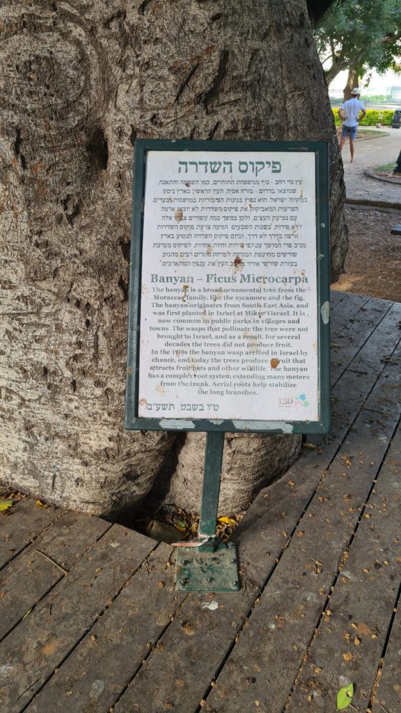 The trees in the garden
