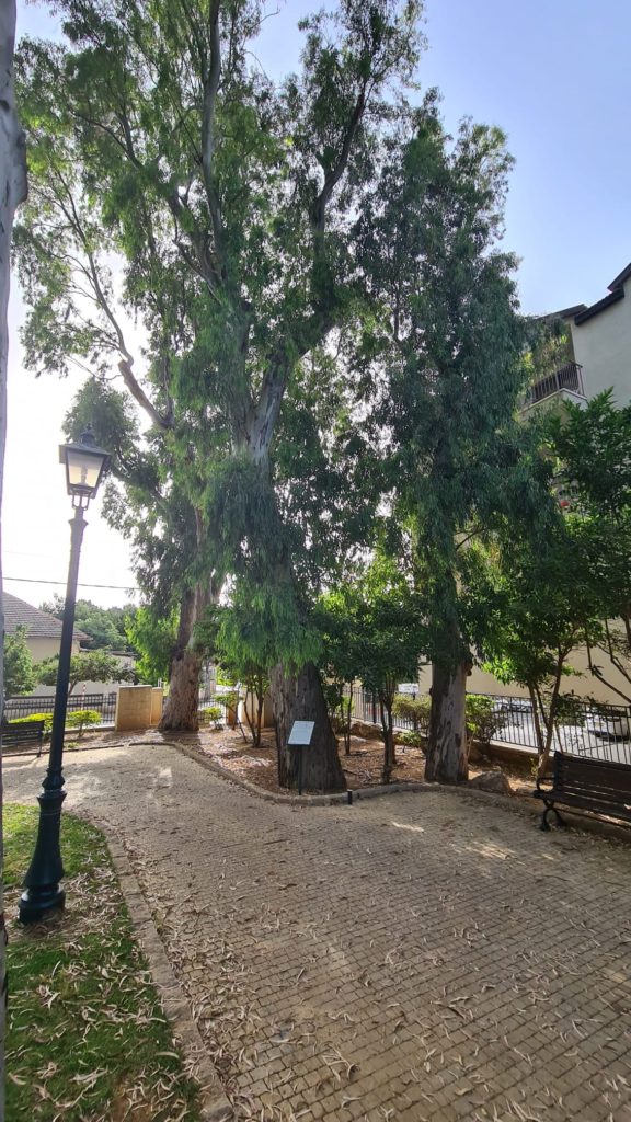 The trees in the garden