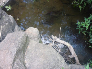 A crab in the stream water - Black Canyon