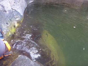 Fish in the pool of first waterfall - Black Canyon