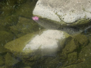 A tree growing inside the rock - Black Canyon