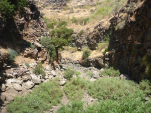 You can see how the flaura grows on the layers of clay - Black Canyonbetween the rocks